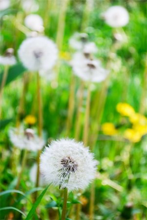 simsearch:400-04408653,k - Group of dandelions  (selective focus on front plant) Stockbilder - Microstock & Abonnement, Bildnummer: 400-04871867