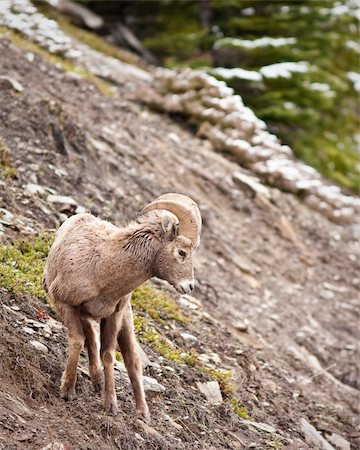 simsearch:400-04262308,k - Bighorn sheep ram in Banff national park in Canada Stock Photo - Budget Royalty-Free & Subscription, Code: 400-04872149
