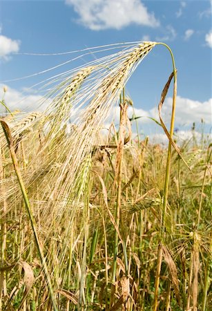field of wheat with blue sky on background Stock Photo - Budget Royalty-Free & Subscription, Code: 400-04872174