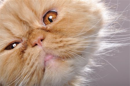 close-up portrait of a funny red Persian breed cat Foto de stock - Super Valor sin royalties y Suscripción, Código: 400-04872176