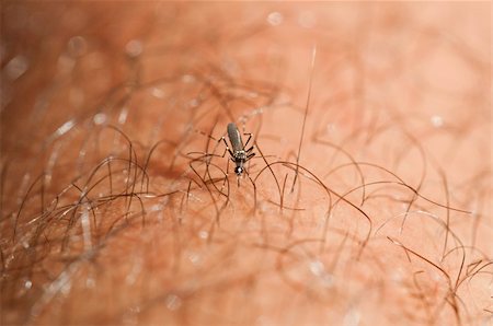 Asian Tiger Mosquito,while sucking the blood Stock Photo - Budget Royalty-Free & Subscription, Code: 400-04872214
