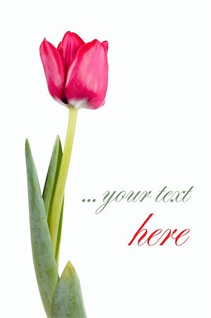 Fresh red tulip isolated over white with place for your text Stock Photo - Budget Royalty-Free & Subscription, Code: 400-04872313