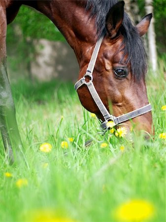 portrait of grazing bay horse closeup outdoor sunny day Foto de stock - Super Valor sin royalties y Suscripción, Código: 400-04872521