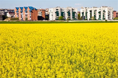 Field of yellow flowers in spring season close to the border of the city Stock Photo - Budget Royalty-Free & Subscription, Code: 400-04872569