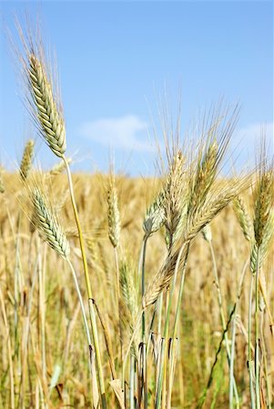 simsearch:400-05355620,k - Wheat  spikes at portuguese field. Fotografie stock - Microstock e Abbonamento, Codice: 400-04873044