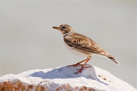 simsearch:400-07680375,k - A Calandra Lark (Melanocorypha calandra) on a rock Stock Photo - Budget Royalty-Free & Subscription, Code: 400-04873293