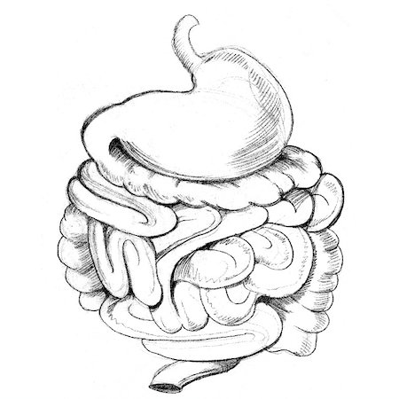 An image of a human stomach and intestine digestive system. Foto de stock - Super Valor sin royalties y Suscripción, Código: 400-04873318