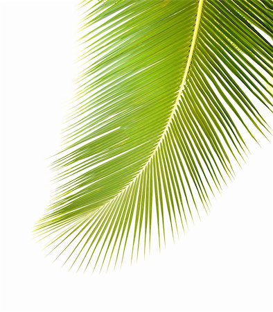 simsearch:400-07715470,k - green palm leaf Stock Photo - Budget Royalty-Free & Subscription, Code: 400-04873564