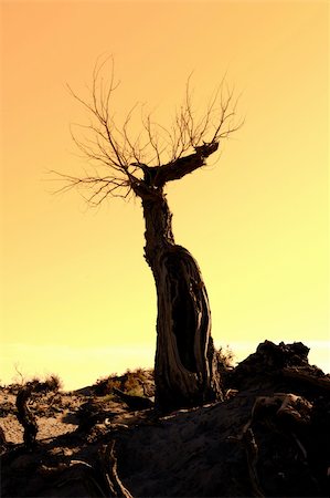 dry swamps - death tree against sunlight over sky background in sunset Stock Photo - Budget Royalty-Free & Subscription, Code: 400-04873566