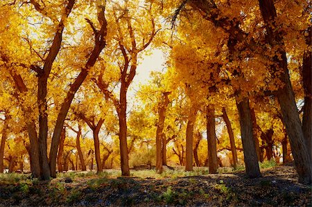 simsearch:400-05195927,k - Autumn landscape at the morning park Stock Photo - Budget Royalty-Free & Subscription, Code: 400-04873561