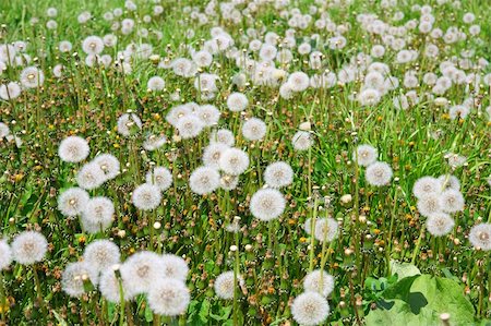 simsearch:400-05330173,k - Summer  field  of  dandelions flowers Stock Photo - Budget Royalty-Free & Subscription, Code: 400-04873787