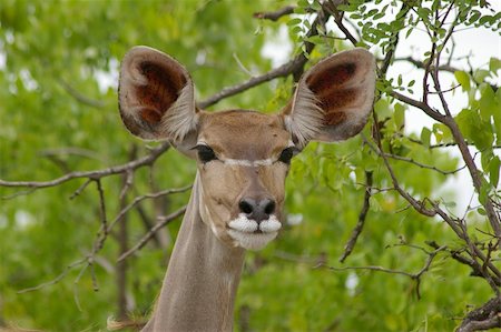 Photo of female kudu antelope Foto de stock - Super Valor sin royalties y Suscripción, Código: 400-04873790