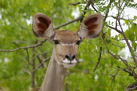 Photo of female kudu antelope Photographie de stock - Aubaine LD & Abonnement, Code: 400-04873790