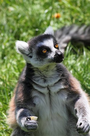 lemur monkey in the green grass garden Stock Photo - Budget Royalty-Free & Subscription, Code: 400-04884275