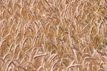 simsearch:400-07293838,k - Background of the ripe barley in cultivate field Photographie de stock - Aubaine LD & Abonnement, Code: 400-04884760