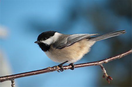 A chickadee perches on a small branch with a blue sky in the background. Photographie de stock - Aubaine LD & Abonnement, Code: 400-04884998