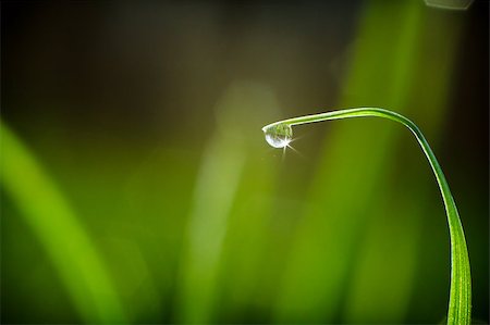 Fresh grass with dew drops Stock Photo - Budget Royalty-Free & Subscription, Code: 400-04885204