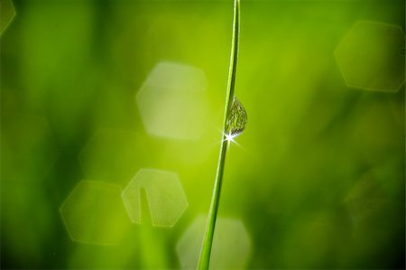 simsearch:400-04212257,k - fresh wet green grass closeup Stock Photo - Budget Royalty-Free & Subscription, Code: 400-04885206