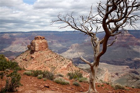 dead tree in desert - View of the Grand Canyon Stock Photo - Budget Royalty-Free & Subscription, Code: 400-04885263