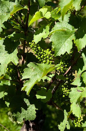 franky242 (artist) - Small green grapes on wine plant in vineyard in early summer Fotografie stock - Microstock e Abbonamento, Codice: 400-04885494