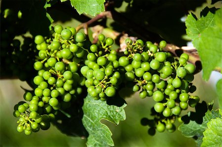 franky242 (artist) - Small green grapes on wine plant in vineyard in early summer Fotografie stock - Microstock e Abbonamento, Codice: 400-04885493