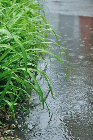It is rain. The green leaves of lily hang over the puddle. One can see the drops of water on the leaves surface, and how they fall in the pool. Stock Photo - Budget Royalty-Free & Subscription, Code: 400-04885762