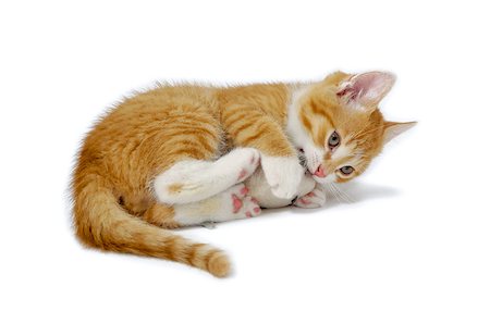 Kitten is playing with toy mouse Stockbilder - Microstock & Abonnement, Bildnummer: 400-04885911