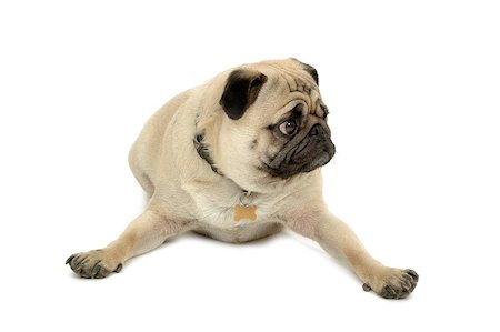 pug, not people - Sad pug dog is resting Stock Photo - Budget Royalty-Free & Subscription, Code: 400-04885912