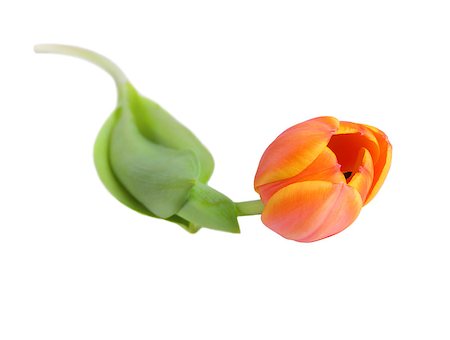 Beautiful orange tulip isolated on white background.Shallow focus Stock Photo - Budget Royalty-Free & Subscription, Code: 400-04886136