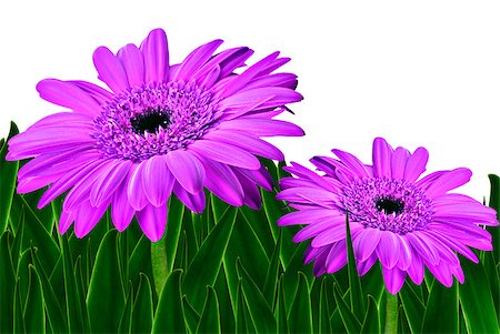 simsearch:400-03957427,k - Colorful daisy gerbera flowers in a field - spring background Foto de stock - Super Valor sin royalties y Suscripción, Código: 400-04886352