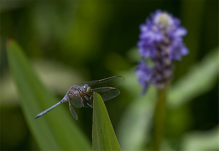 damselfly - Blue dragonfly resting on leaf with blurred blue flower in background Stock Photo - Budget Royalty-Free & Subscription, Code: 400-04886488