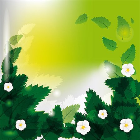 White flowers among green leaves. Vector illustration. Vector art in Adobe illustrator EPS format, compressed in a zip file. The different graphics are all on separate layers so they can easily be moved or edited individually. The document can be scaled to any size without loss of quality. Stock Photo - Budget Royalty-Free & Subscription, Code: 400-04886496