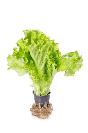 simsearch:400-03926372,k - Fresh green lettuce salad in the pot isolated on white Fotografie stock - Microstock e Abbonamento, Codice: 400-04886627