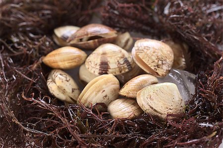 simsearch:400-04406446,k - Raw fresh small clams on ice surrounded by fresh seaweed (Selective Focus, Focus on the clam in the right bottom corner) Stock Photo - Budget Royalty-Free & Subscription, Code: 400-04886654