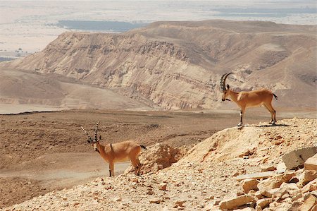 simsearch:400-04707302,k - Two ibexes on the cliff at Ramon Crater (Makhtesh Ramon) in Negev Desert in Israel. Stock Photo - Budget Royalty-Free & Subscription, Code: 400-04886710