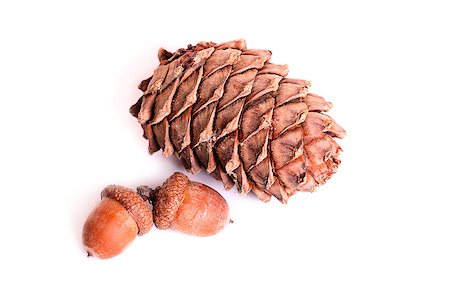 pine tree one not snow not people - One pine cone and two acorns isolated Stock Photo - Budget Royalty-Free & Subscription, Code: 400-04886737