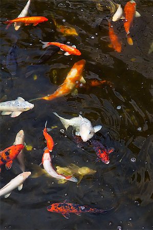 fishpond - colorful trouts swimming around in a fishpond eating Stock Photo - Budget Royalty-Free & Subscription, Code: 400-04886827