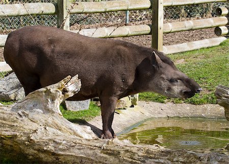 Tapir from south Africa found in Brazil Stock Photo - Budget Royalty-Free & Subscription, Code: 400-04886931