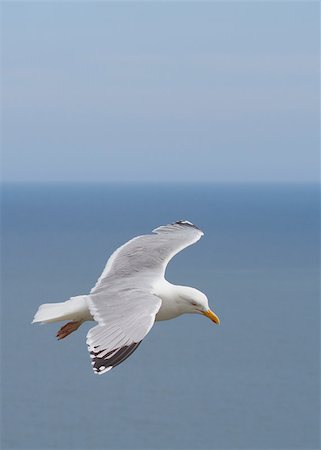 Herring Gull in flight over the sea Photographie de stock - Aubaine LD & Abonnement, Code: 400-04886947