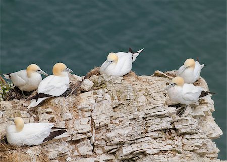 simsearch:400-04407061,k - Gannet colony beautiful wild sea life birds Photographie de stock - Aubaine LD & Abonnement, Code: 400-04886949