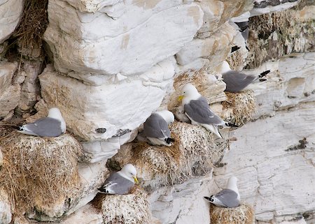 simsearch:400-04407061,k - Kittiwake ( Rissa tridactyla ) nesting on a cliff edge Photographie de stock - Aubaine LD & Abonnement, Code: 400-04886957