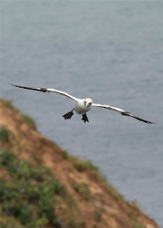 simsearch:400-04886949,k - Gannet A Beautiful sea bird in flight Fotografie stock - Microstock e Abbonamento, Codice: 400-04886953