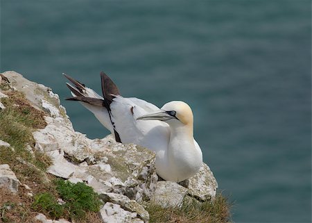 simsearch:400-05893563,k - Gannet A Beautiful sea bird in nesting Stock Photo - Budget Royalty-Free & Subscription, Code: 400-04886964