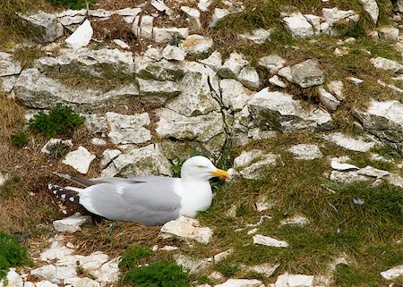 simsearch:400-04886949,k - Herring Gulls nesting on a cliff face Fotografie stock - Microstock e Abbonamento, Codice: 400-04886962