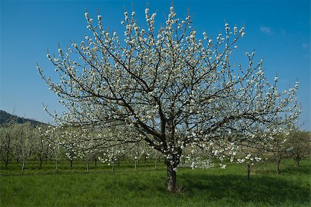 photohomepage (artist) - Fruit tree on a meadow Photographie de stock - Aubaine LD & Abonnement, Code: 400-04887017