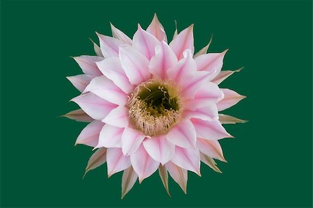 photohomepage (artist) - Blooming echinopsis cactus Photographie de stock - Aubaine LD & Abonnement, Code: 400-04887021