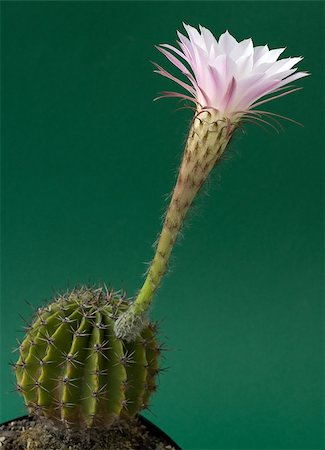photohomepage (artist) - Flower of a Echinopsis Hybrid cactus Photographie de stock - Aubaine LD & Abonnement, Code: 400-04887022