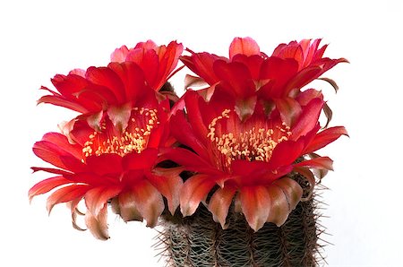 photohomepage (artist) - Blooming cactus Lobiva densispina Photographie de stock - Aubaine LD & Abonnement, Code: 400-04887023