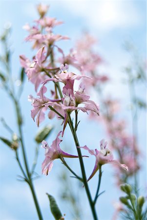 fynbos - mauve flower seen from bottom to top Stock Photo - Budget Royalty-Free & Subscription, Code: 400-04887055