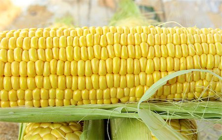 Closeup of yellow corn with additional ears of corn in the background Stock Photo - Budget Royalty-Free & Subscription, Code: 400-04887068
